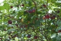 DSC_0464 (Копировать)